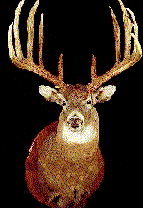 Bitmap Image